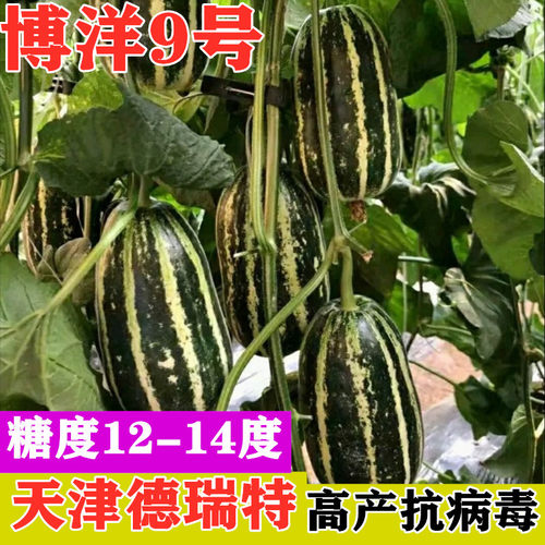 甜瓜种子博洋9号羊角蜜绿宝石