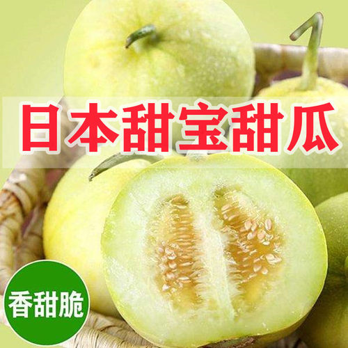 日本甜宝马连庄香瓜种子薄皮甜瓜种籽超甜高产抗病礼品瓜水果包邮