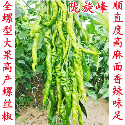 大果型全螺螺丝椒麻面香辣顺直度好陇椒鑫龙0252辣椒蔬菜种子籽孑