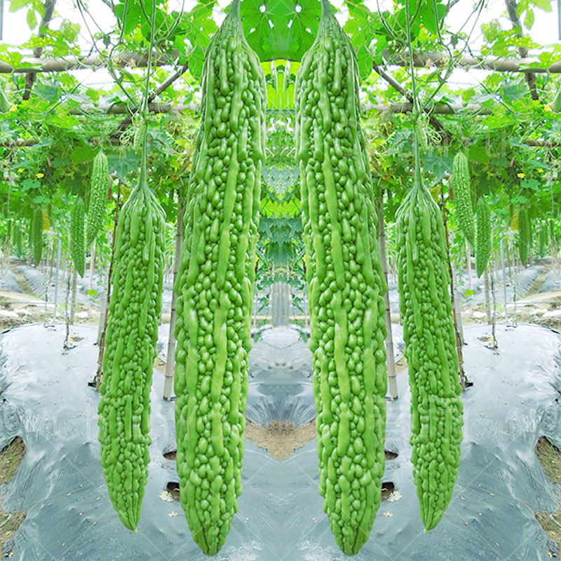 苦瓜种子 杂交苦瓜种籽种苗齐顶青皮油绿大刺瘤 荷兰进口蔬菜包邮