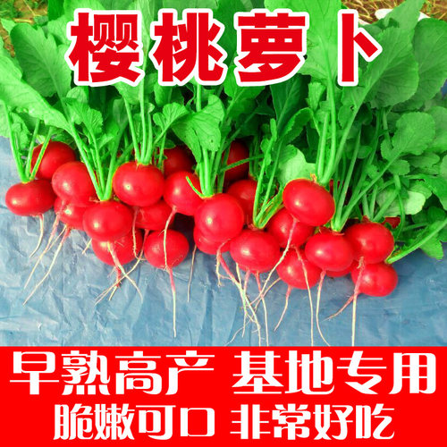 樱桃萝卜种子大全水果春秋樱桃萝卜菜籽四季种孑阳台盆栽蔬菜种籽