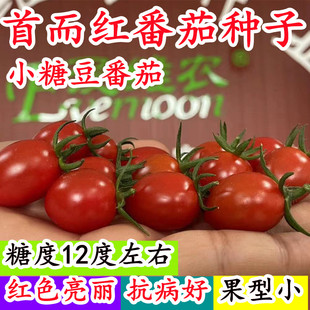 玲珑果首而红釜山88红色樱桃番茄种子特色圣女果口感好小番茄种苗