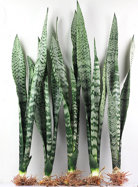 金边虎皮兰盆栽绿植懒人植物适合卧室客厅室内大型耐阴水培虎尾兰