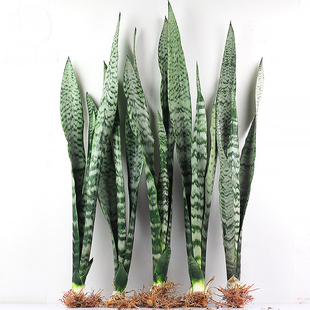 金边虎皮兰盆栽绿植懒人植物适合卧室客厅室内大型耐阴水培虎尾兰