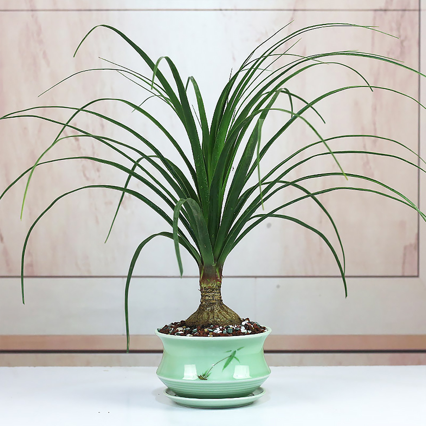 酒瓶兰大颗盆栽老桩室内客厅特大好养绿植耐旱耐阴单双头花卉植物