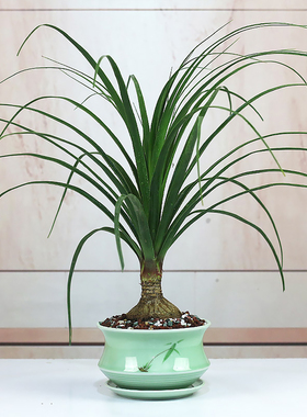 酒瓶兰大颗盆栽老桩室内客厅特大好养绿植耐旱耐阴单双头花卉植物