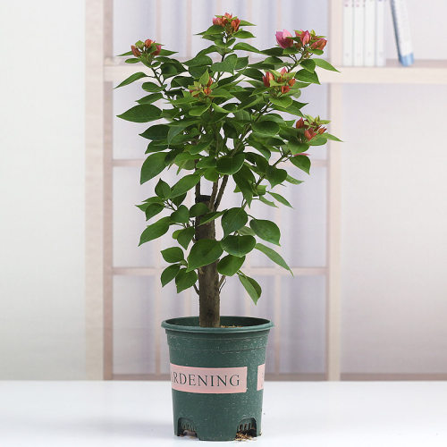 三角梅四季好养爬藤花卉庭院盆栽