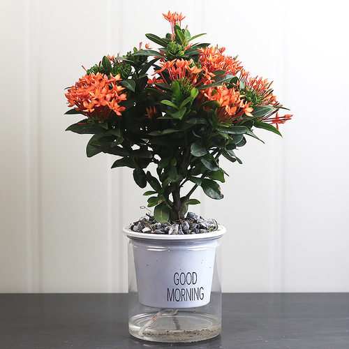 龙船花盆栽阳台四季好养易活植物