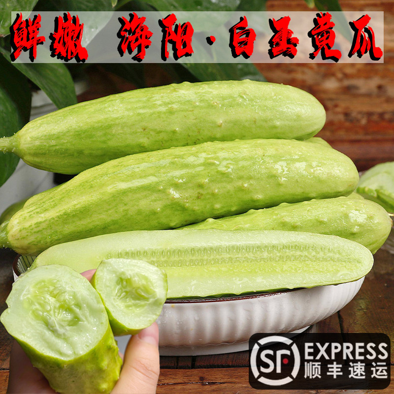 顺丰山东海阳牛奶白玉黄瓜水果生吃新鲜蔬菜5现摘现发嫩爽脆青瓜