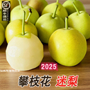 四川攀枝花迷梨老樹品種高山生態順豐米易1259謎梨不分丁香脆甜小