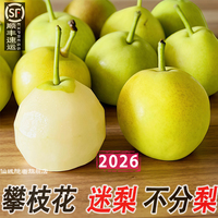 顺丰攀枝花迷梨老树高山生态米易1259谜梨不分太阳雪梨丁香梨脆甜
