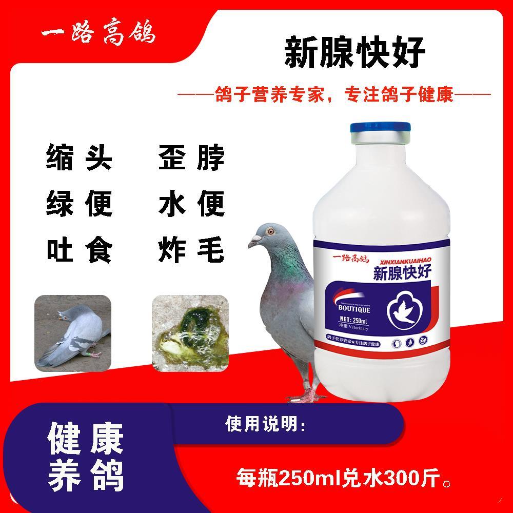 【一路高鸽】新腺快好鸽子新城疫感冒吐食黄绿粪炸毛缩头闭目瞌睡