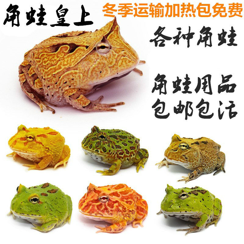 蜥蜴守宫青蛙蝌蚪爬微黄金宠宠物霸王钟蝴蝶角角蛙角蛙绿海活体 Tb的小店 淘优券