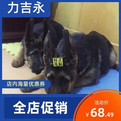 狗耳朵立耳器马犬素材模板 狗耳朵立耳器马犬图片下载 小麦优选