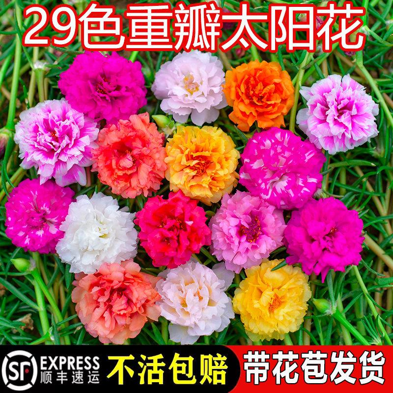 颜色超多重瓣太阳花盆栽枝条好活图片