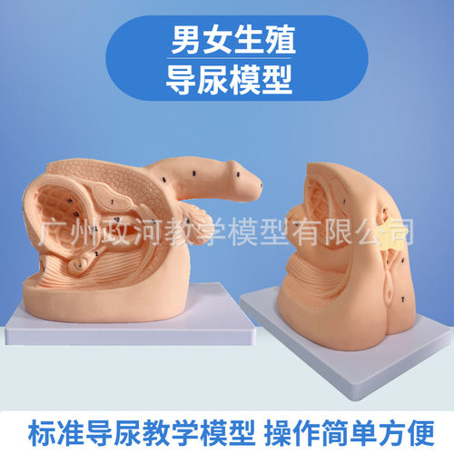 人体简易导尿内外生殖器解剖及女性导尿模型男性泌尿系统生殖系