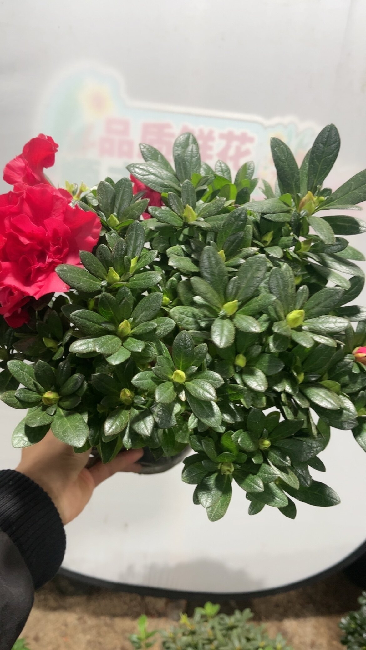 新品杨梅红杜鹃花卉绿植室内外带花苞好养易活植物大红杜鹃花庭院