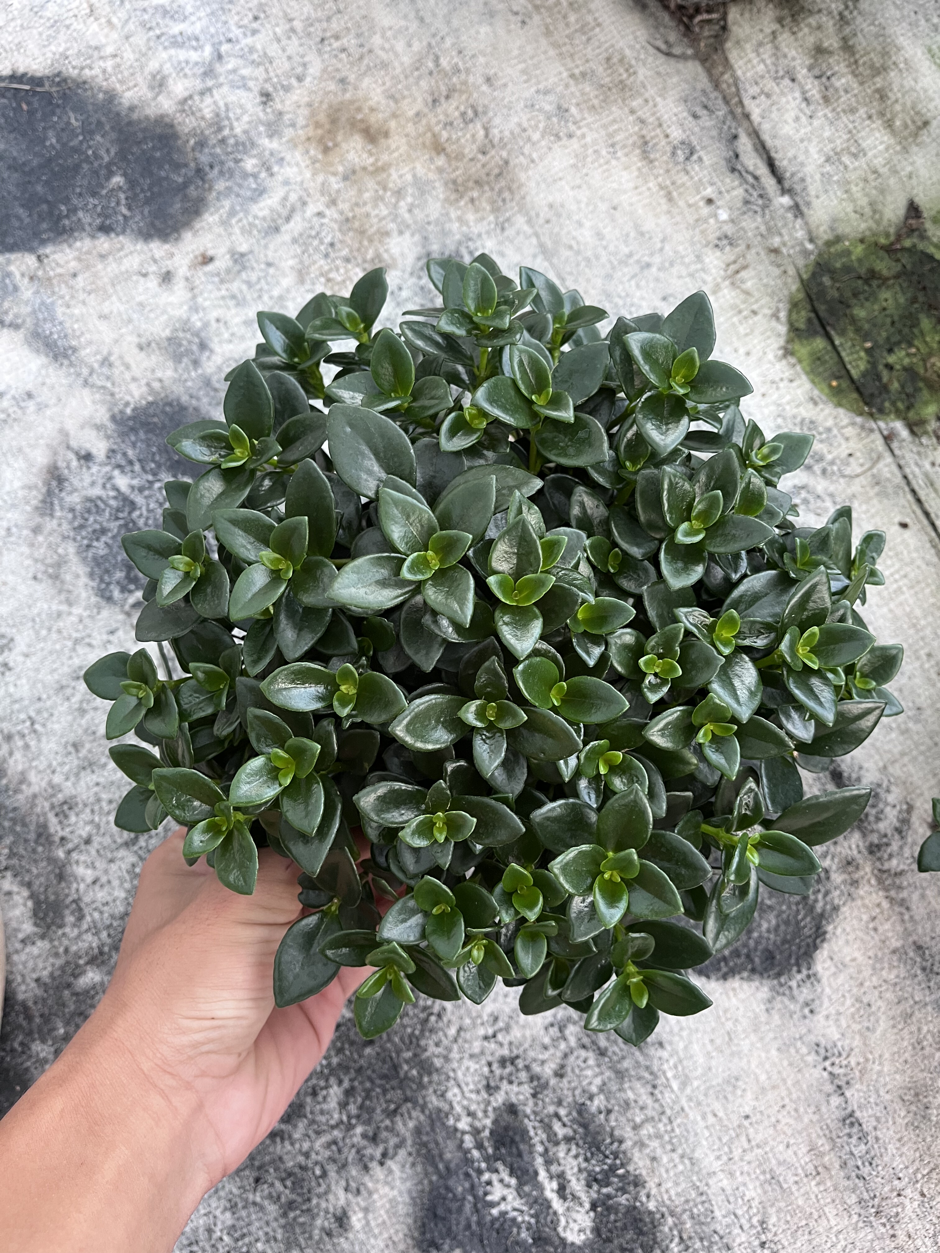 新品金鱼吊兰盆栽带花苞室内阳台秋冬好养活四季耐寒开花卉绿植物