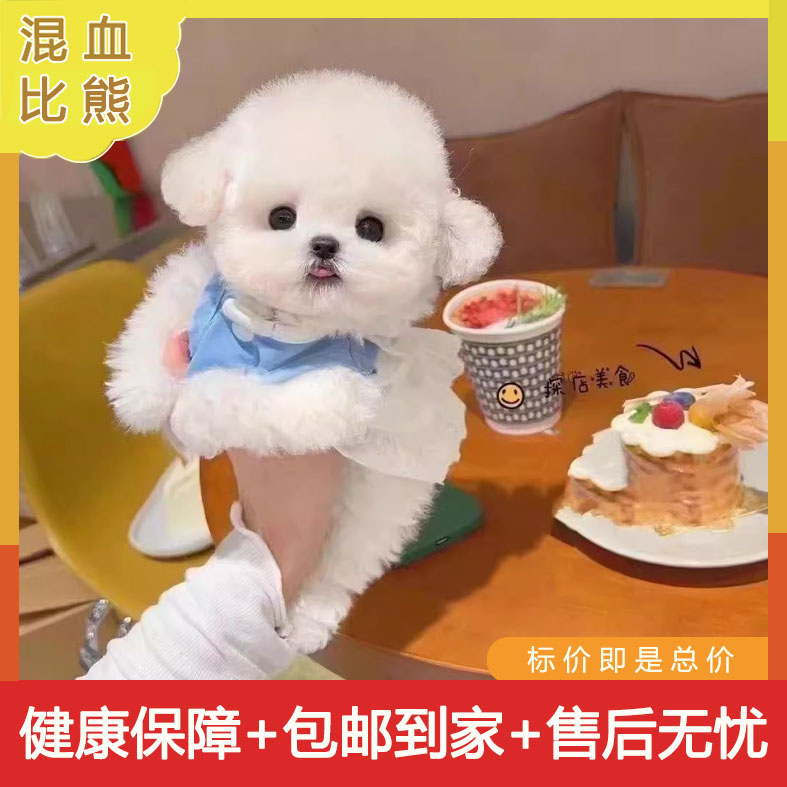 比熊混血活物纯白色活体家养活泼小狗狗狗幼犬韩系家庭真狗狗超萌