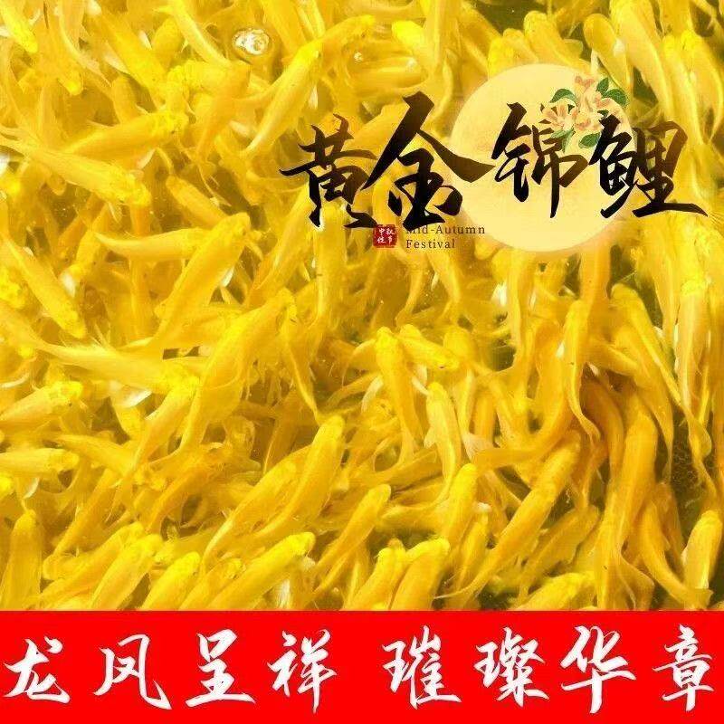 观赏鱼锦鲤鱼蝴蝶黑白活鱼便