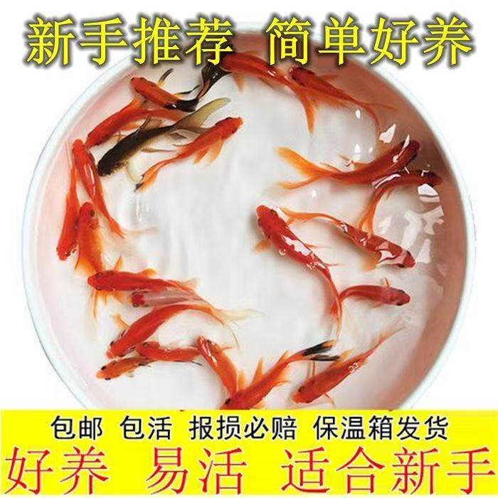 三色黑白包邮日本芥子淡水鱼鱼