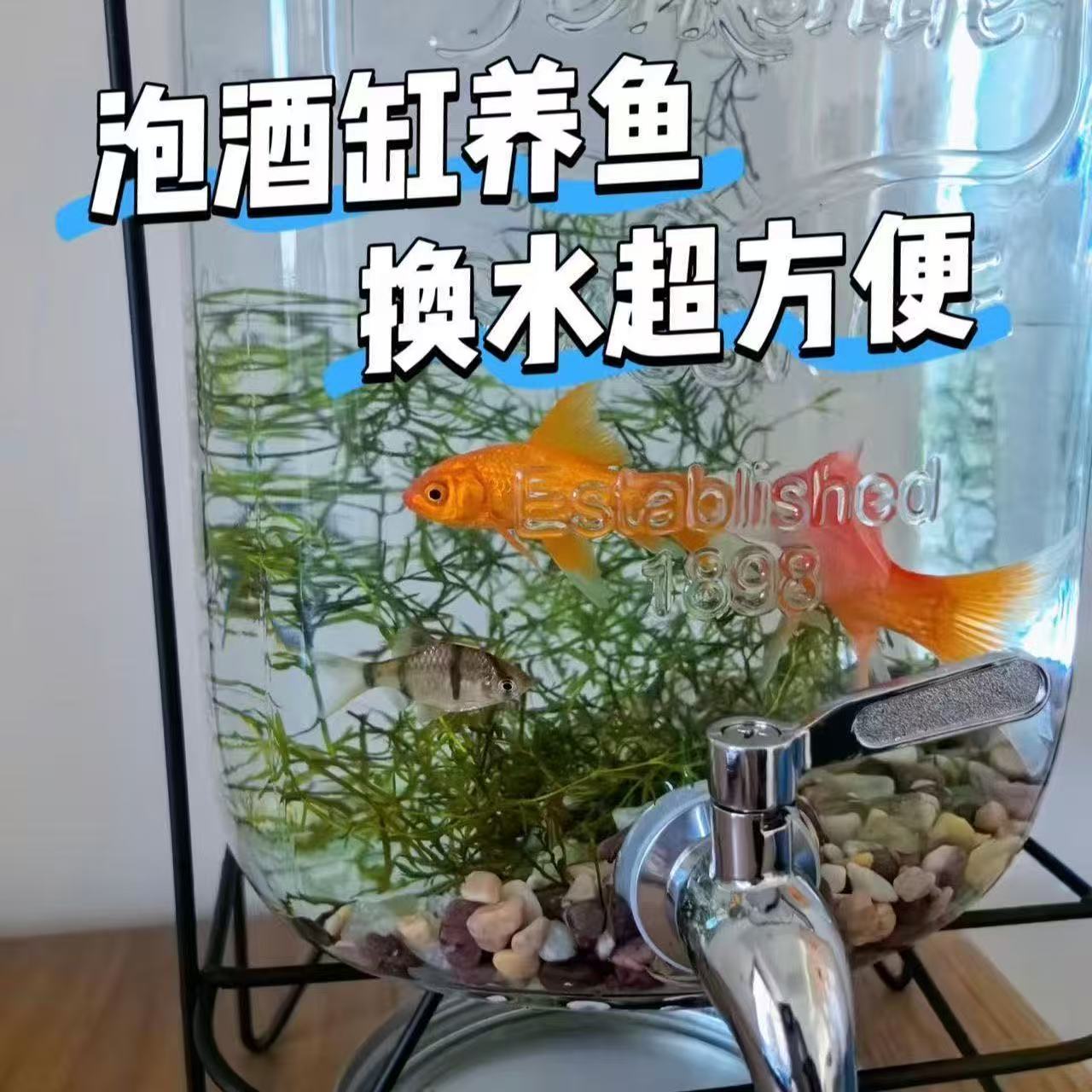 鱼淡血统宠物活体小金鱼活鱼苗鱼