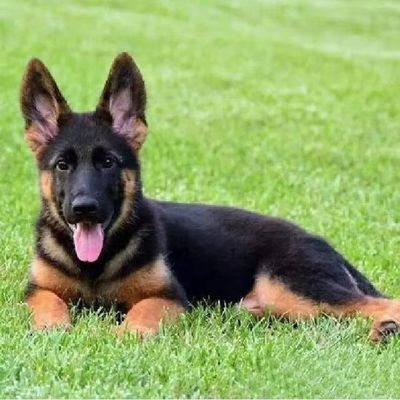 纯种德国牧羊犬双血统大骨架狼狗警犬德牧幼犬高智商大型犬活物狗