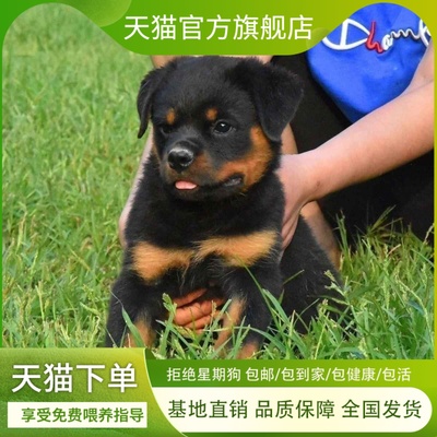罗威纳幼犬大型犬狗防暴犬警犬小狗狗活物虎头不掉毛工作犬看家狗