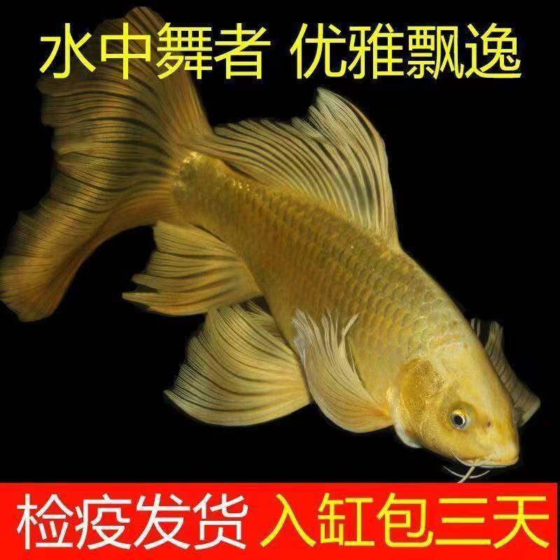 小鱼苗淡水鱼活体鱼小金鱼蝴蝶鲤黄金锦鲤小纯种鱼三色鱼红白鱼鱼