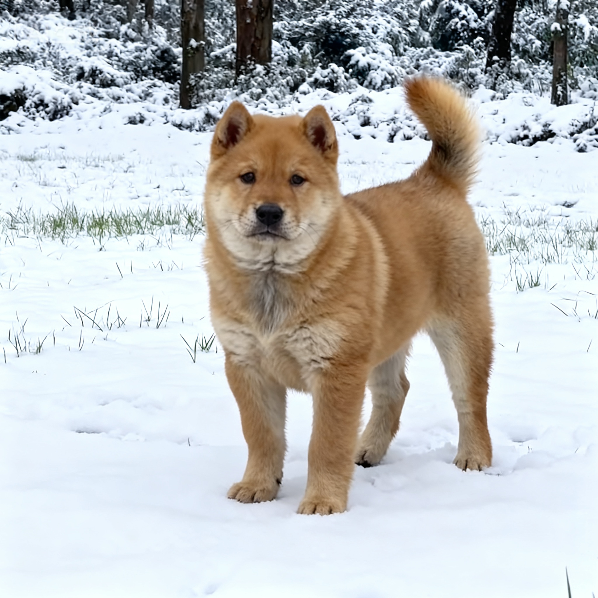 家养看家狗土狗忠诚赶山犬白面