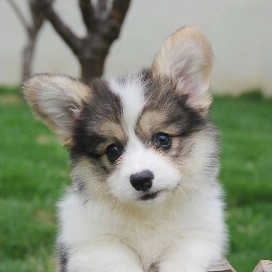 柯基幼犬黄白柯基小短腿黑白三色柯基小狗小型活体宠物狗宠物真品