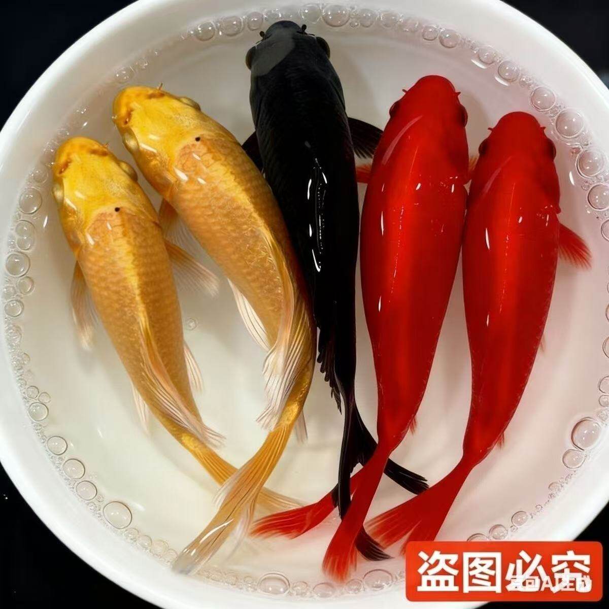 三色草金鱼宠物活体鱼红白