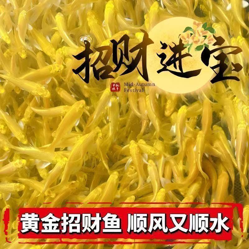 锦鲤血统好养蝴蝶鲤包邮红白黄红