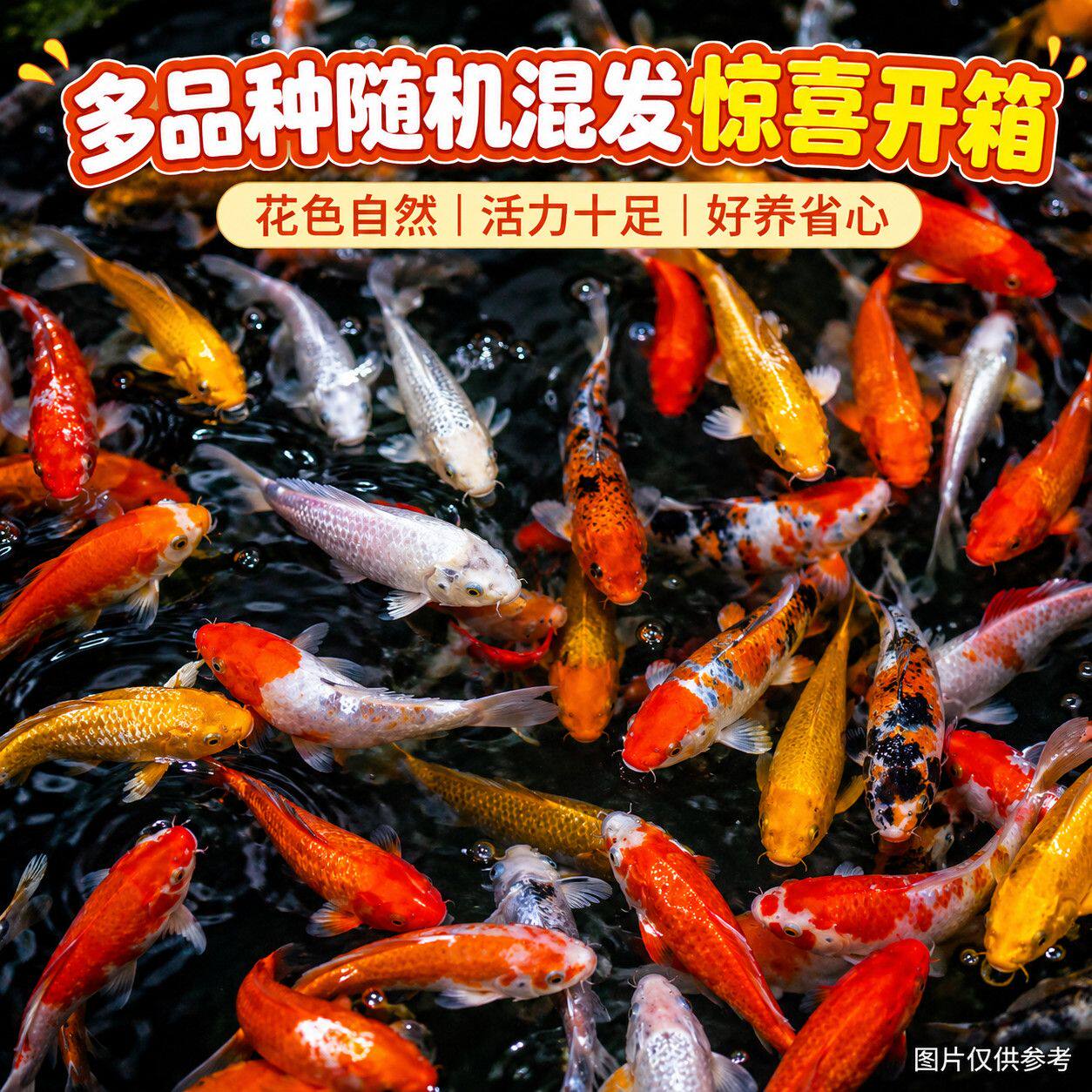 耐活白金黄金招财鱼好养观赏鱼