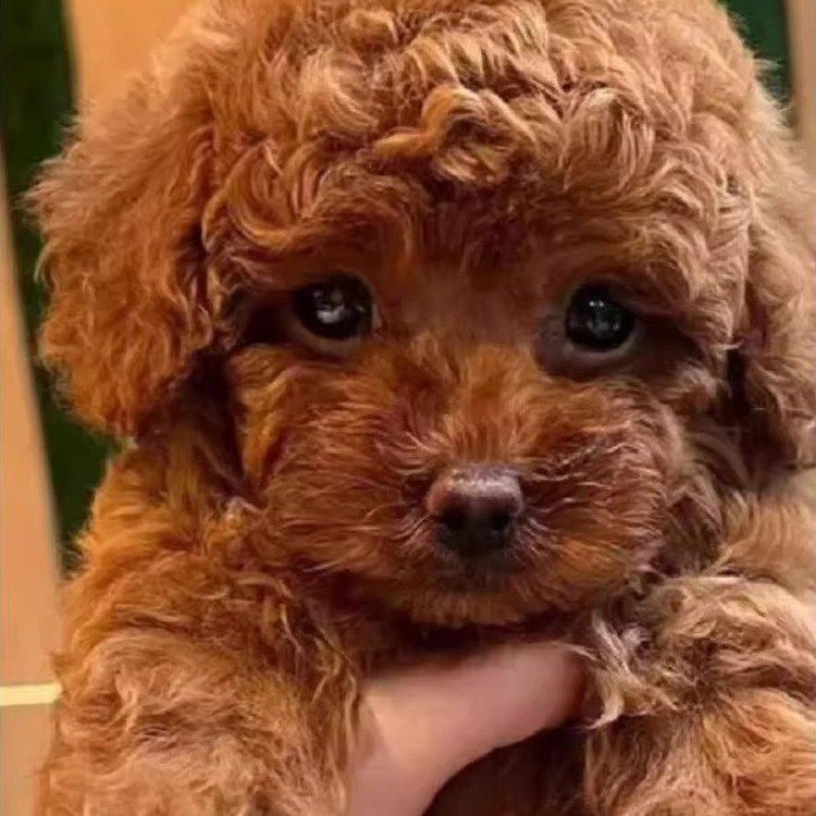 泰迪幼犬家庭犬幼崽长不大小体家养活物超萌小型犬棕色宠物狗黑色