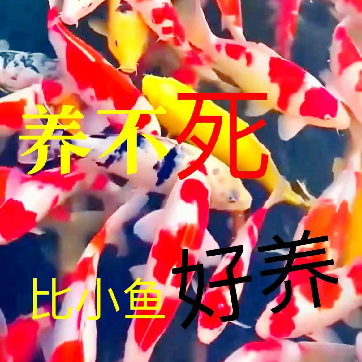 鱼活体纯种鱼便宜鱼包邮活鱼宠物