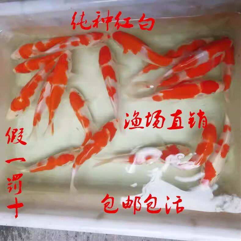 日本芥子锦鲤鱼活体鱼观赏鱼纯种红白黄金冷水鱼淡水金鱼大鱼好养