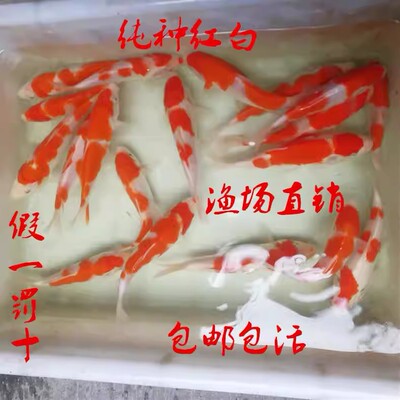 红白黄金冷水鱼淡水金鱼大鱼好养