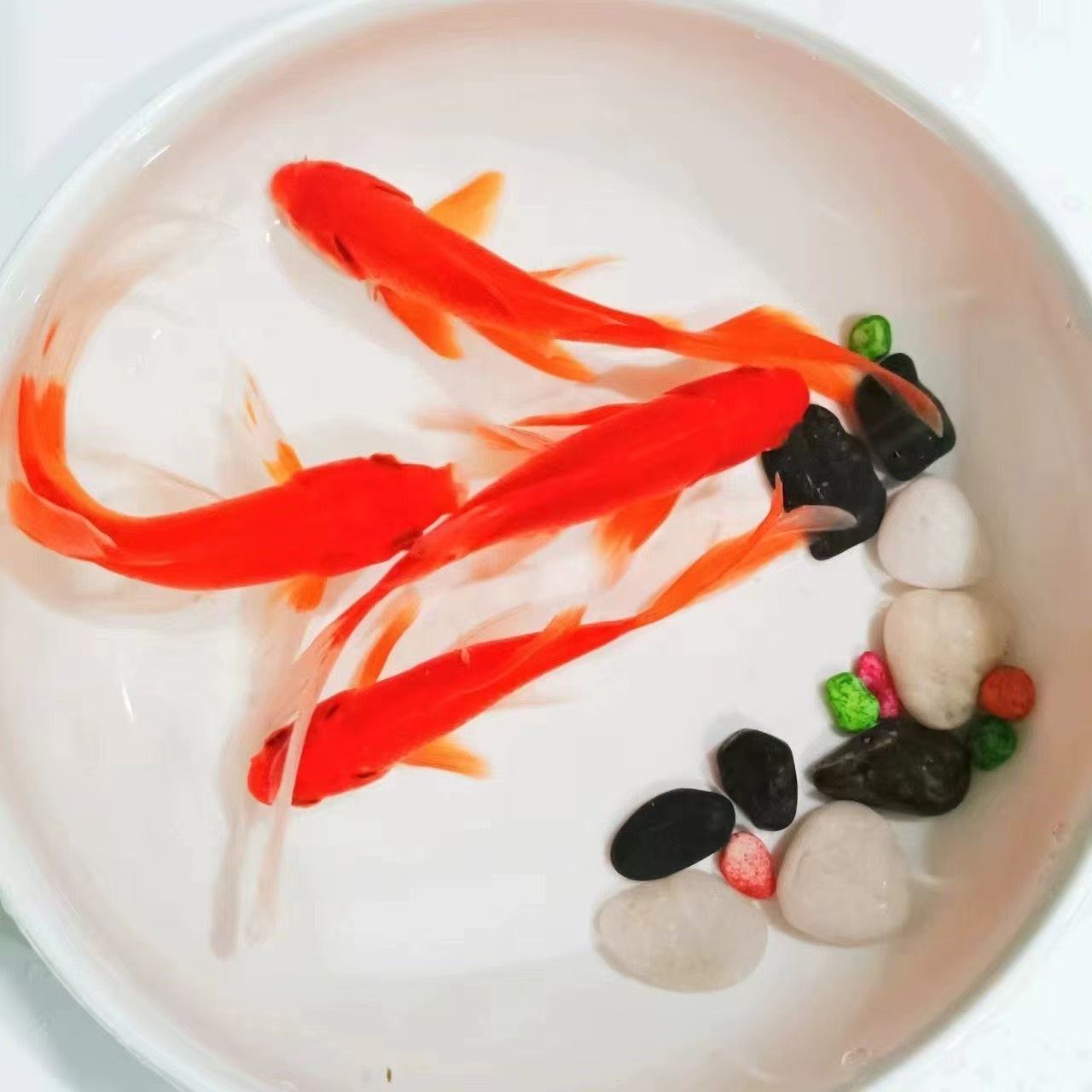 小草金鱼活体鱼鱼蝴蝶鲤好养鱼