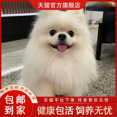 【犬舍直发】博美幼崽白色黄色可爱活泼家养聪明伶俐博美犬现货博