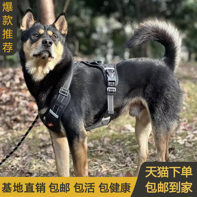 四眼铁包金看家狗正宗巡山犬打猎犬幼犬土狗活物看门狗德牧混血狗
