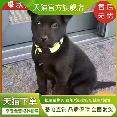五黑犬活物土狗狗狗广西看家护院家养黑土猎狗便宜霸气小黑狗幼犬