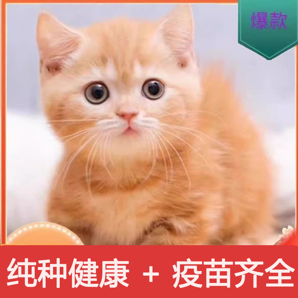 田园猫宠悦奇家养短毛