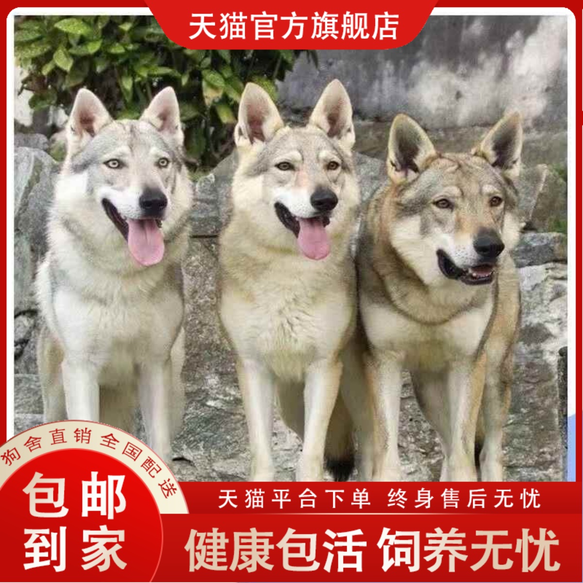 捷克狼犬狼王幼崽大型威猛便宜小老虎家养捷克狼中华苏联猛犬大狗