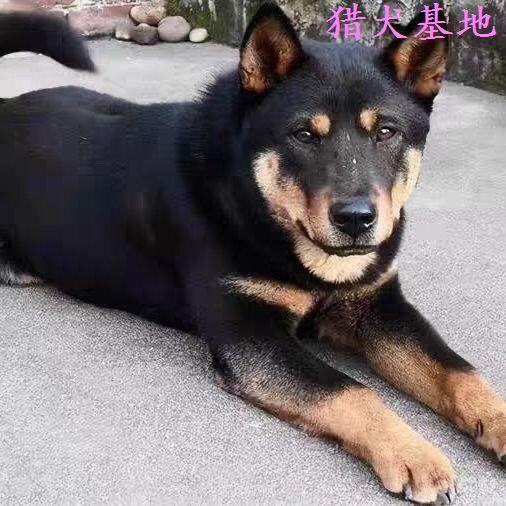四眼铁包金正宗农村看家护院便宜活泼看门狗狗巡山犬小狗忠诚家养