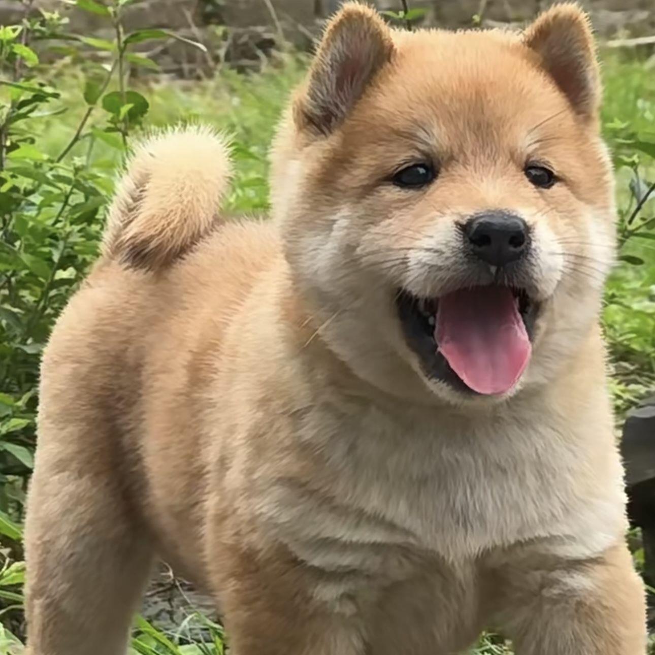 大黄狗幼犬家养家狗看门狗狩猎狗狗狗护主聪明狗崽中华田园犬农村