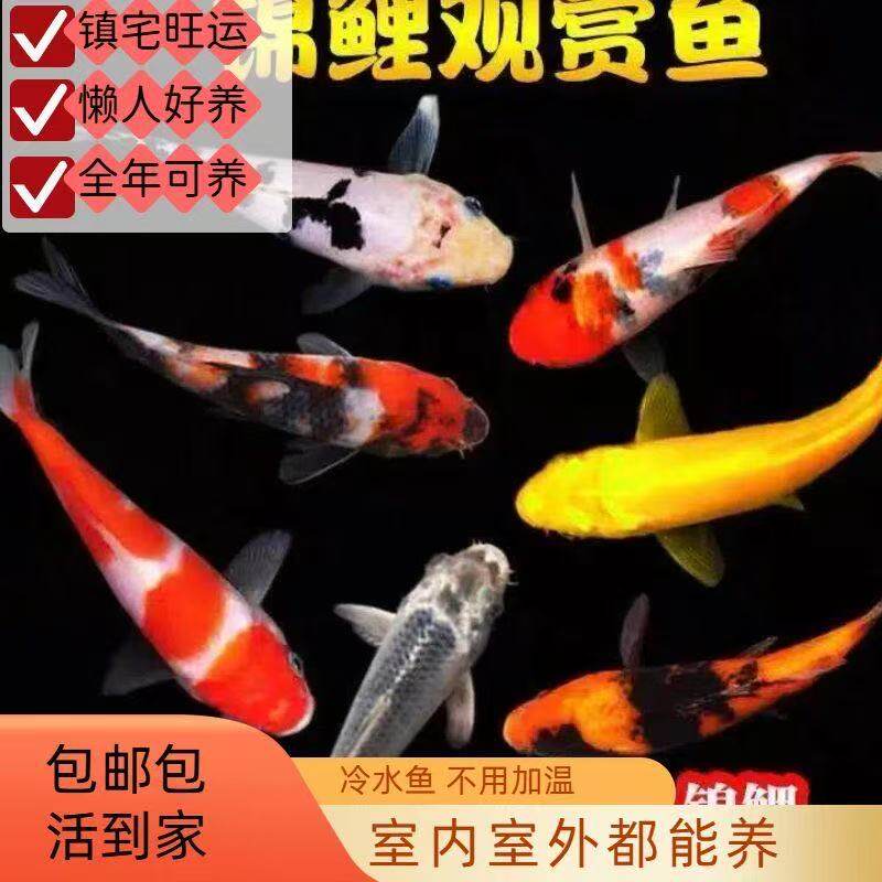 宠物好养黄金小体血统小型鱼鱼