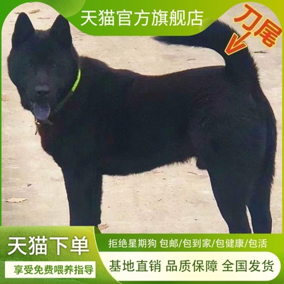 五黑犬幼犬黑狗田园犬中华土猎犬狗短毛黑广西土狗纯黑标准又帅气