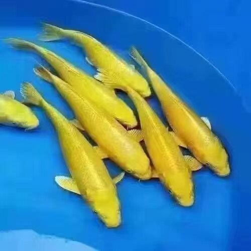 锦鲤小型好养鱼鱼便宜鱼活鱼鱼