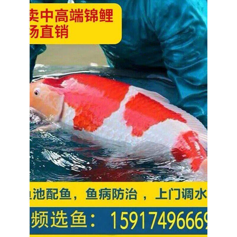 日本进口纯种锦鲤鱼池高端红白昭和大正三色锦鲤活体鱼大型观赏鱼